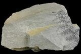 Pennsylvanian Fossil Flora Plate - Kentucky #142412-1
